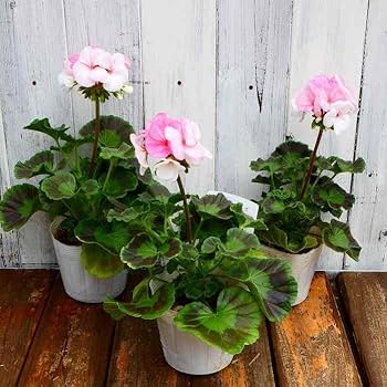 ゼラニウム確認用 Amazon | ゼラニウム ホワイトtoローズ 3.5号 鉢植え ゼラニューム